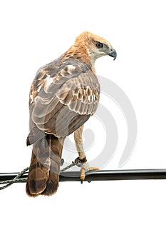 Portrait of beauty hawk