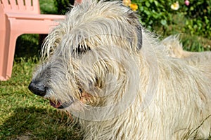 Portrait of beauty Irish wolfhound dog posing in the garden