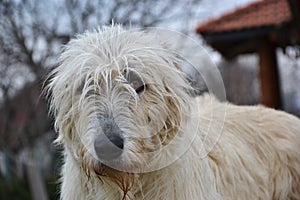 Portrait of beauty Irish wolfhound dog posing in the garden