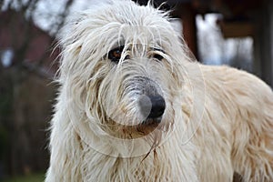 Portrait of beauty Irish wolfhound dog posing in the garden