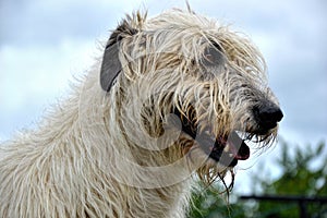 Portrait of beauty Irish wolfhound dog posing in the garden