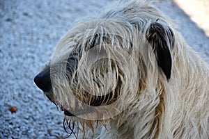 Portrait of beauty Irish wolfhound dog posing in the garden