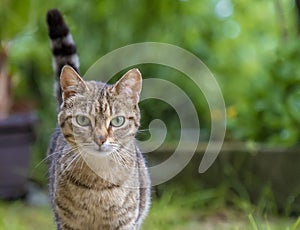 Portrait of beauty wild cat with green eyes