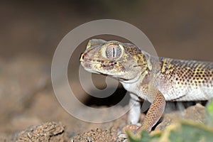 The portrait of Bedraiga`s wonder gecko or Bedriaga`s plate-tailed gecko