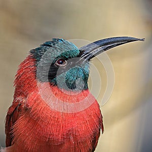 Portrait of a bee-eater, Merops apiaster, isolated on blurred background