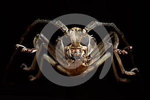 Portrait of beetle cerambycidae. Batocera lineolata photo