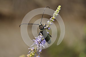 Portrait of a beetle in the wild close-up. Insects, zoology, biology, entomology, species