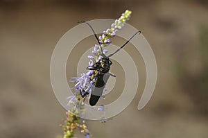 Portrait of a beetle in the wild close-up. Insects, zoology, biology, entomology, species