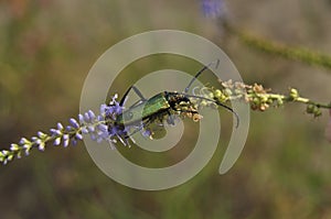 Portrait of a beetle in the wild close-up. Insects, zoology, biology, entomology, species