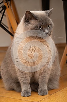 Portrait of a beige British short hair cat photo