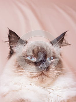 Portrait of a beige cat with brown. A cat of the Neva Masquerade breed on a beige background