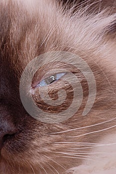 Portrait of a beige cat with brown. A cat of the Neva Masquerade breed. Part of a cat\'s face