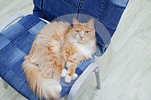 Portrait of a beige cat lying on blue chair while resting. View from above