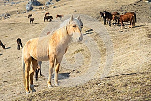 Portrait of a beige horse against the background of a herd of horses on yellow mountain autumn pastures