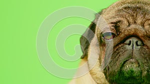 Portrait of beige pug on green background. Cute dog with sad expression posing in studio.