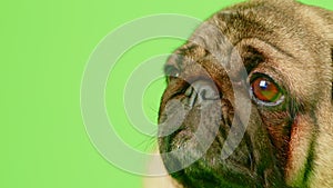 Portrait of beige pug on green background. Cute dog with sad expression posing in studio.