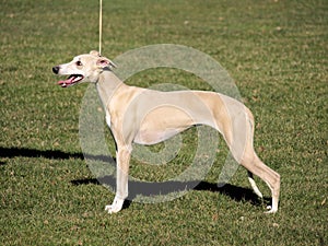 Portrait of beige whippet female