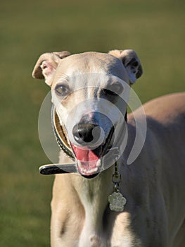 Portrait of beige whippet head