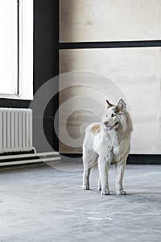 Portrait of Beige and white cute and happy Siberian Husky dog. Husky with beautiful blue eyes indoors.