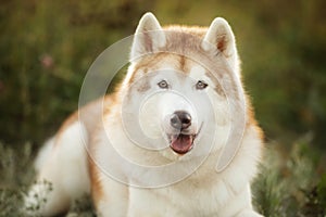 Portrait of beige and white siberian husky dog with brown eyes in the field at sunset in bright fall