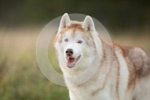 Portrait of beige and white siberian husky dog with brown eyes in the field at sunset in bright fall