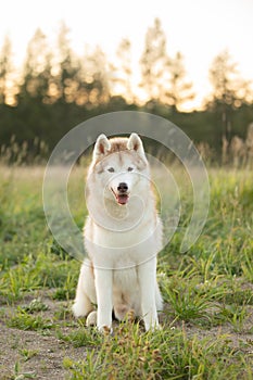 Portrait of beige and white siberian husky dog with brown eyes in the field at sunset iN fall