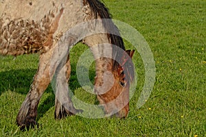 Portrait of a belgian draft horse grazing in a meadow