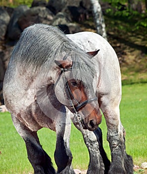 Portrait of Belgian draught horse.