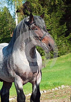 Portrait of Belgian draught stallion.