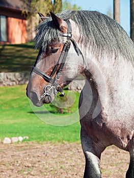 Portrait of Belgian draught stallion.