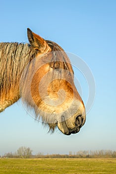 Portrait of a Belgian horse