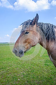 Portrait of a Belgian horse standing in a Dutch meadow