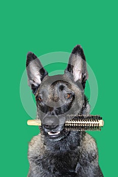 Portrait of Belgian Malinois shepherd dog with a hairbrush between teeth for hygiene, hair care and dog`s hairstyle on green bac