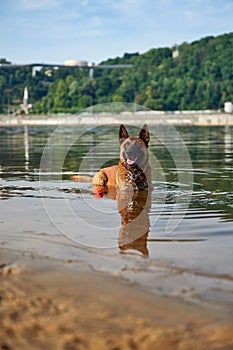 Portrait of Belgian Malinois Shepherd dog lying in the river