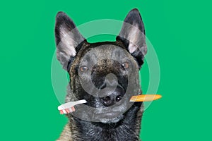 Portrait of Belgian Malinois shepherd dog with a toothbrush between teeth for hygiene and dental care of the dog on green backgr