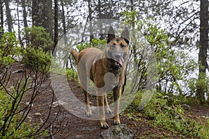 Portrait of Belgian Malinois shepherd purebred dog in foggy forest