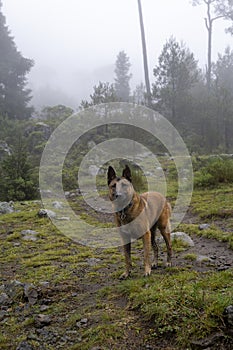 Portrait of Belgian Malinois shepherd purebred dog in foggy forest