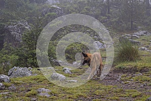 Portrait of Belgian Malinois shepherd purebred dog in foggy forest