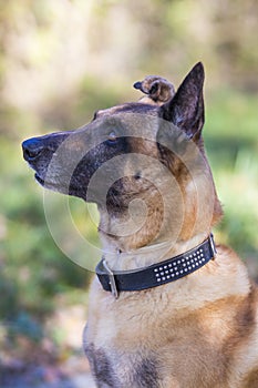 Portrait of a Belgian shepherd