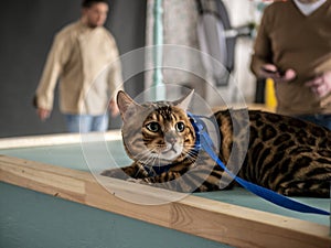 Portrait of a Bengal cat, a cat on a leash sitting on a table. selective focus close-up