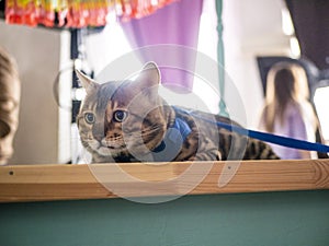 Portrait of a Bengal cat, a cat on a leash sitting on a table. selective focus close-up