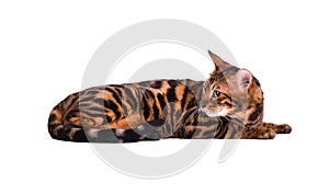 Portrait of Bengal cat, isolated on white background