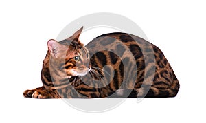 Portrait of Bengal cat, isolated on white background
