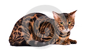 Portrait of Bengal cat, isolated on white background