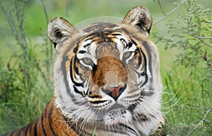 A Portrait of a Bengal Tiger in the Forest