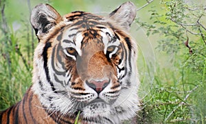 A Portrait of a Bengal Tiger in the Forest