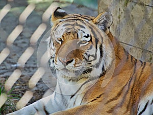 Portrait of a Bengal tiger in Omaha's Henry Doorly Zoo and Aquarium in Omaha Nebraska