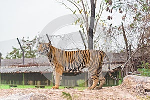 Portrait of a Bengal tiger Panthera tigris bengalensis. Wildli