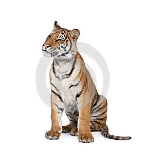 Portrait of Bengal Tiger, Panthera tigris tigris, 1 year old