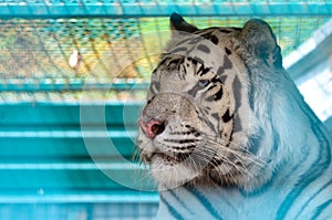 Portrait of Bengal white Tiger